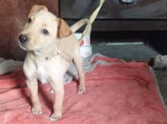 Labrador 40 days old