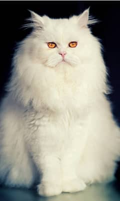 Persian Cat | Kitten | Fluffy cat | IMPORTED QUALITY CAT