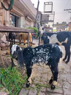 Ghaban | Goats | Bakri | Ghaban bakri | Ghaban Goat White goat |