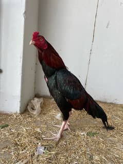 Aseel |  | Lakha colour Aseel | Aseel Hens for Sale