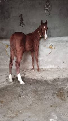 female horse for sale