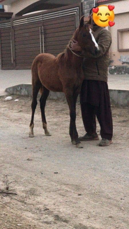 female horse for sale 1