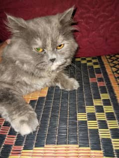 Gray Persian Female Cat