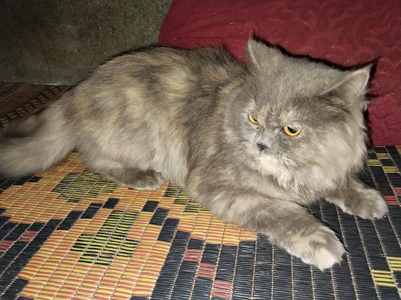 Gray Persian Female Cat 1