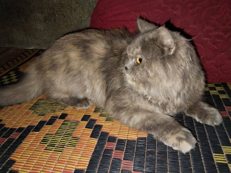 Gray Persian Female Cat 2