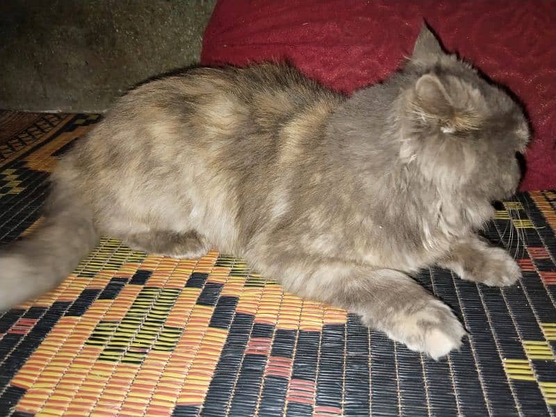 Gray Persian Female Cat 3