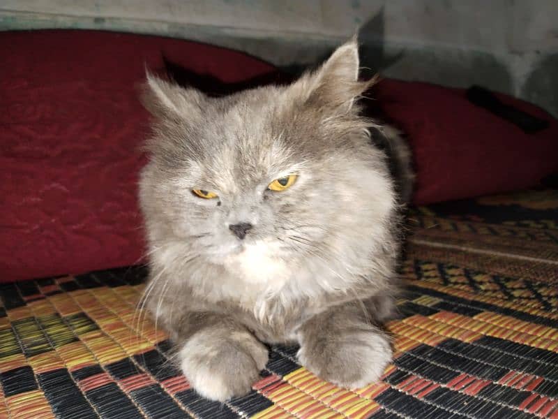 Gray Persian Female Cat 4