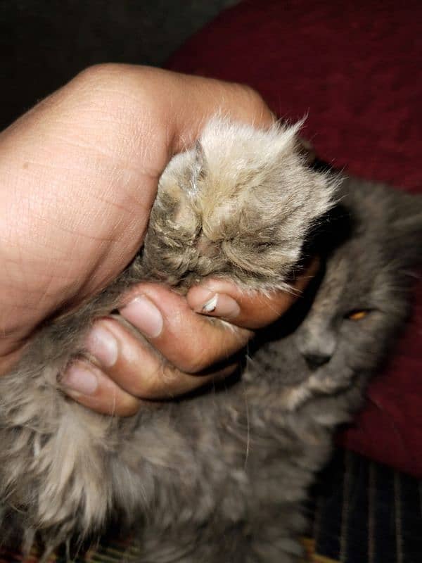 Gray Persian Female Cat 5