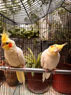 common white cockatiel breeder pair