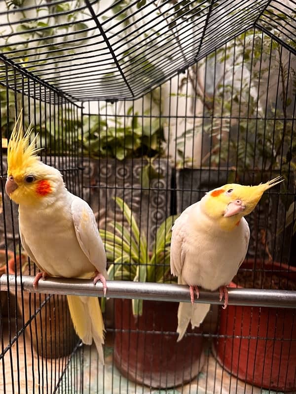 common white cockatiel breeder pair 0