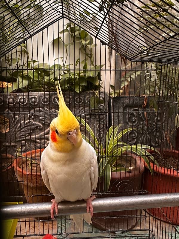 common white cockatiel breeder pair 1