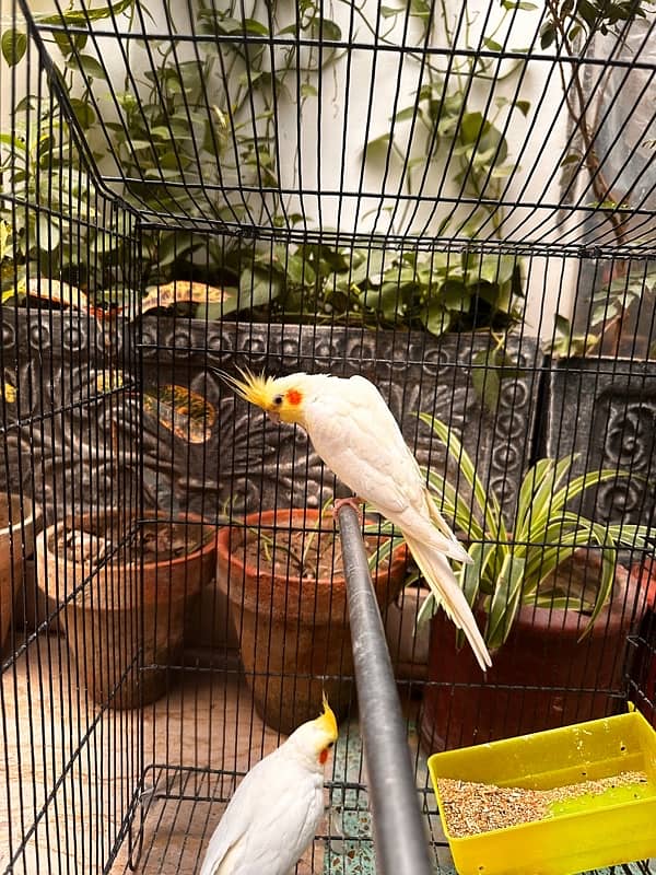 common white cockatiel breeder pair 2