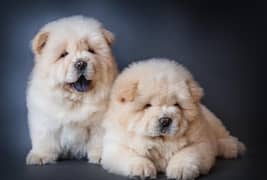 imported Chow Chow Puppies FCI