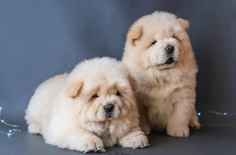 imported Chow Chow Puppies FCI 1