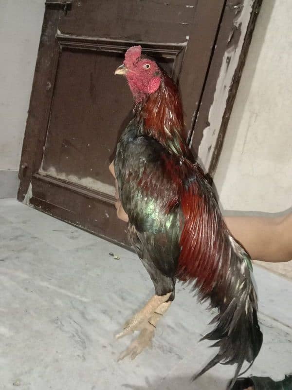 Rata Mushka Mianwali 2 year age wait 2500gram 2