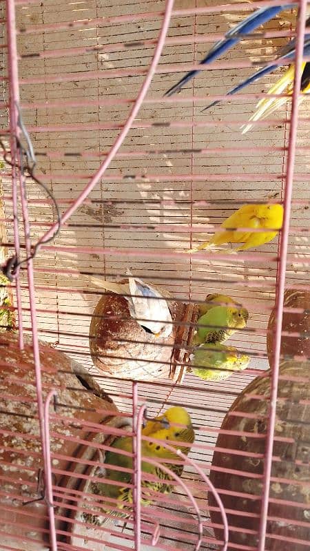 fully breeder pair healthy and nil tall good flying budges 5