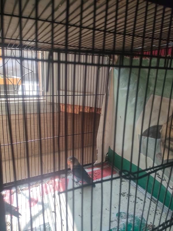 Blue Fischer parrot for sale confirm breeder 0