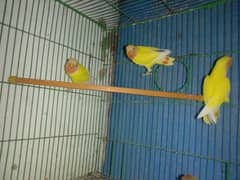 Lutino chicks available for sale