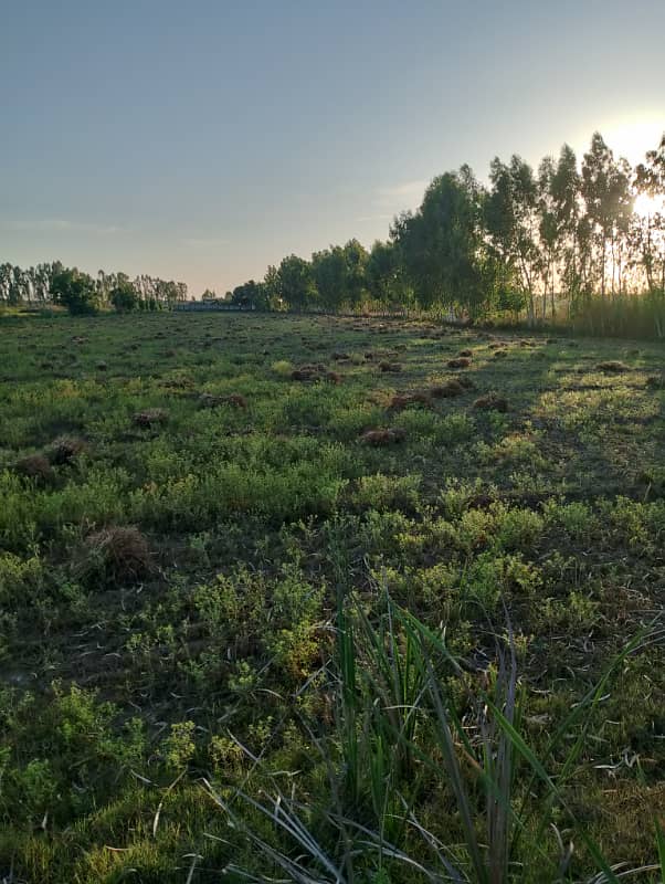 Agriculture land 220 kanal for sale in moza haraaj near check beli Khan Rawalpindi 5