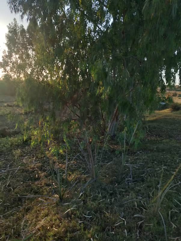 Agriculture land 220 kanal for sale in moza haraaj near check beli Khan Rawalpindi 6