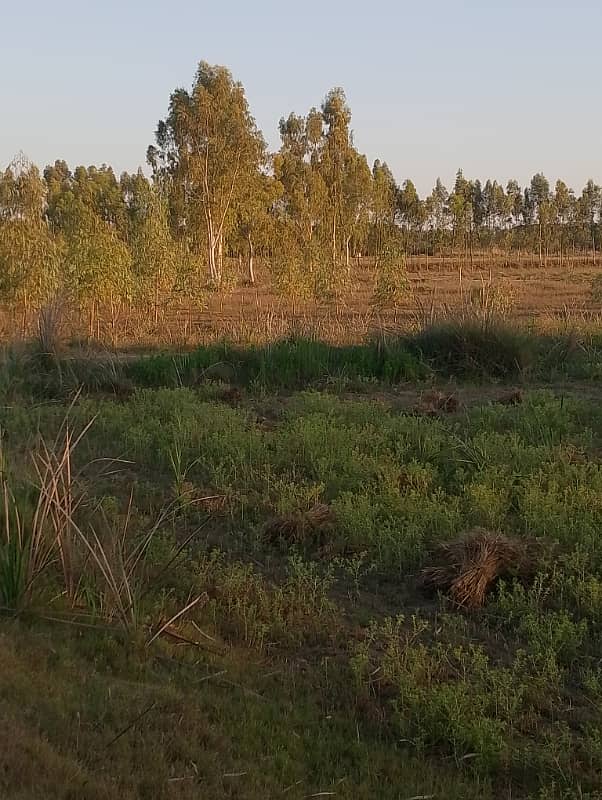 Agriculture land 220 kanal for sale in moza haraaj near check beli Khan Rawalpindi 10