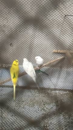 Australian budgies parrot breeder pairs