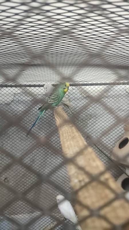 Australian budgies parrot breeder pairs 1