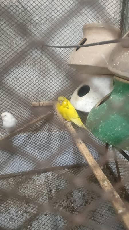 Australian budgies parrot breeder pairs 2