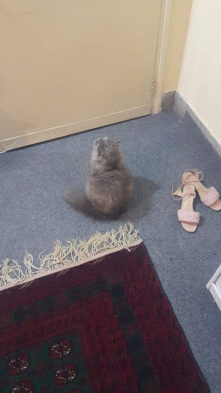 Persian grey cat triple coat pure breed 1