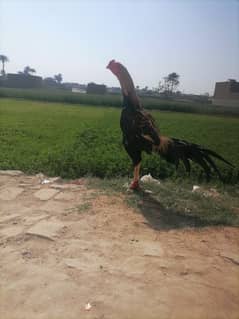 pure aseel v v i. p quality bird