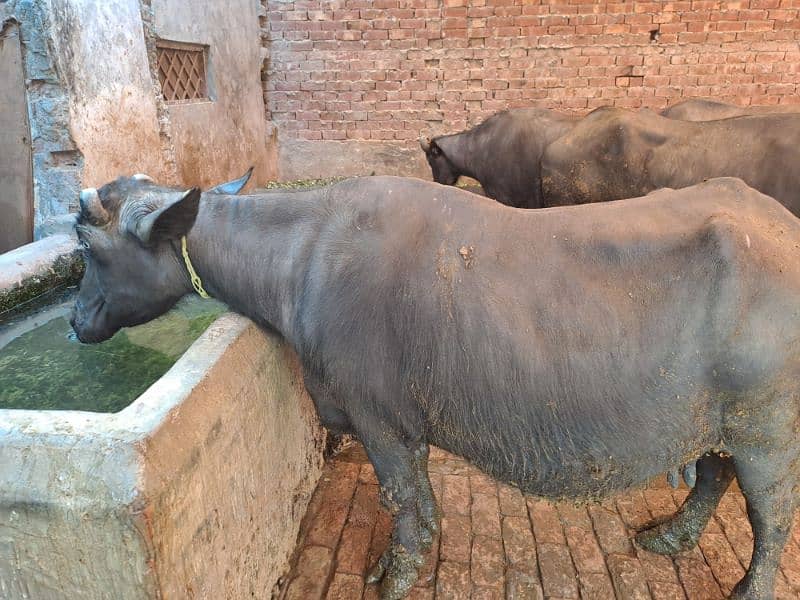 Urgent Sale Buffalo 1