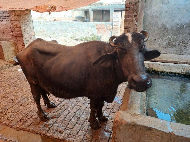 Urgent Sale Buffalo 4