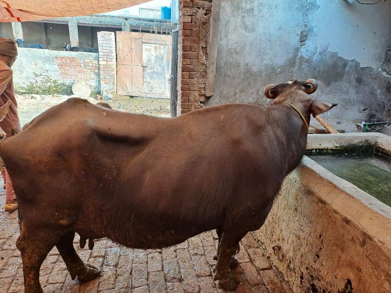 Urgent Sale Buffalo 8