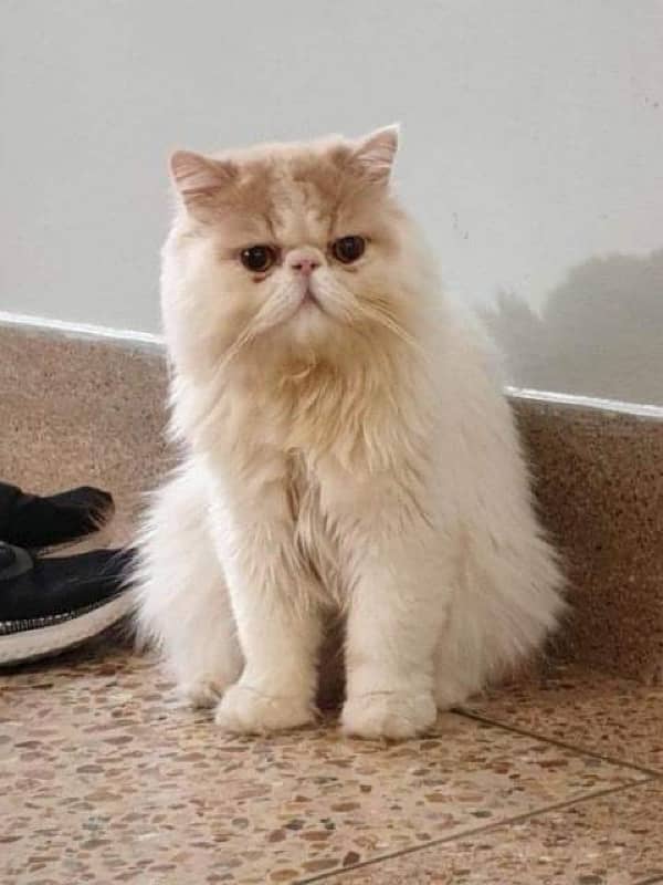 persian male cat 1