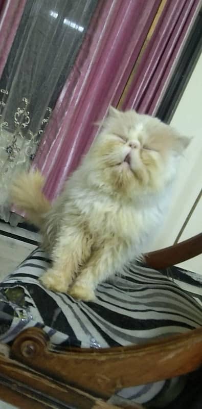 persian male cat 2