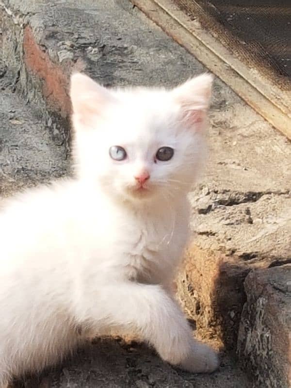 persian Female cat kitten Tain eyes Age 1.5 month 0