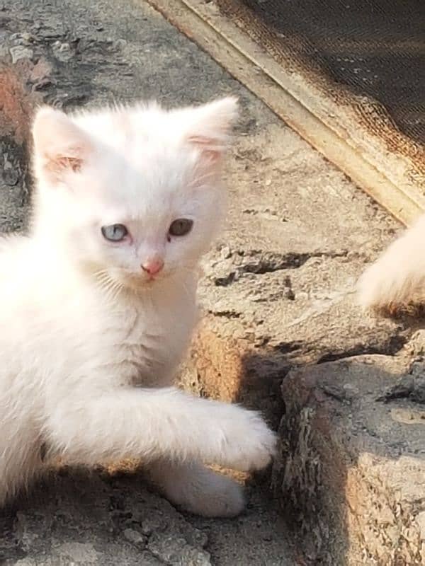 persian Female cat kitten Tain eyes Age 1.5 month 1