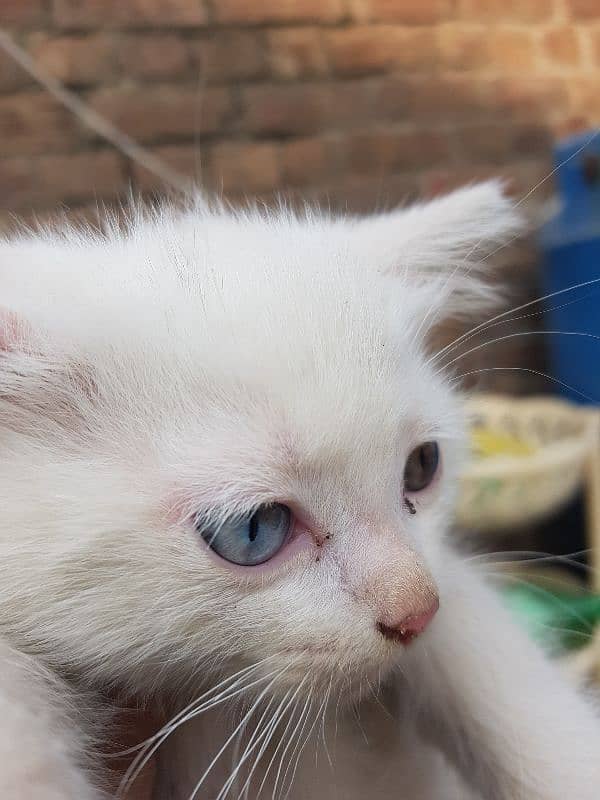 persian Female cat kitten Tain eyes Age 1.5 month 2