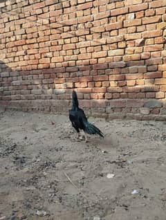 Aseel lasani chick for sell