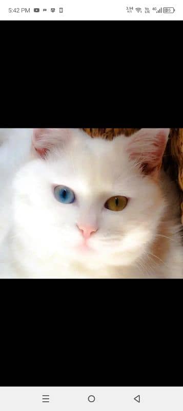 Persian cat pair 2