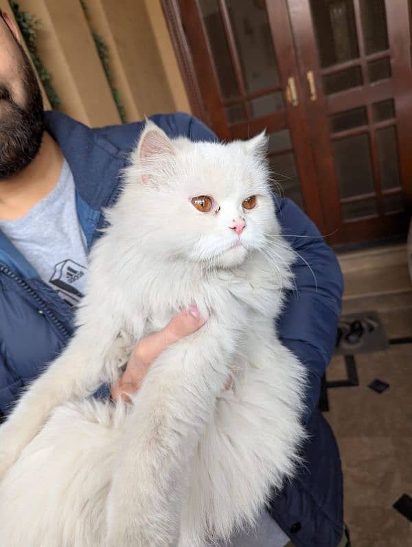 triple coat white persian cat 0