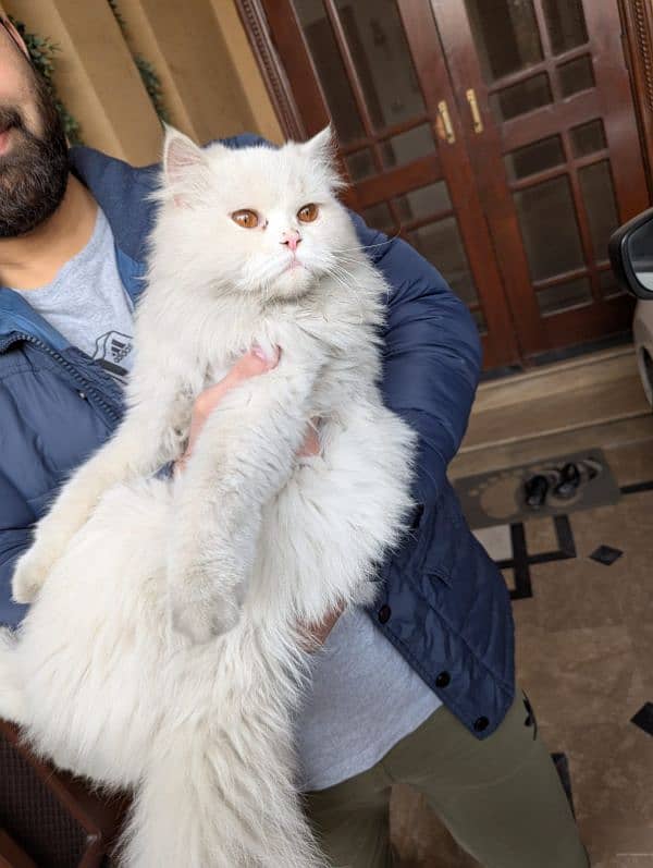 triple coat white persian cat 1