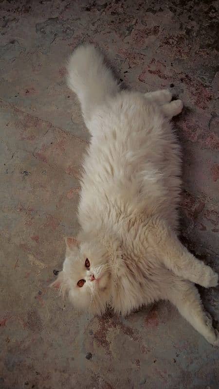 triple coat white persian cat 2