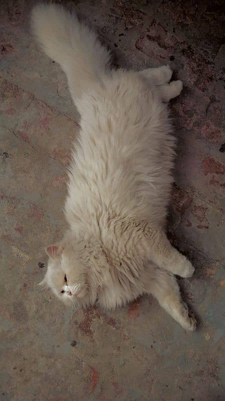 triple coat white persian cat 3