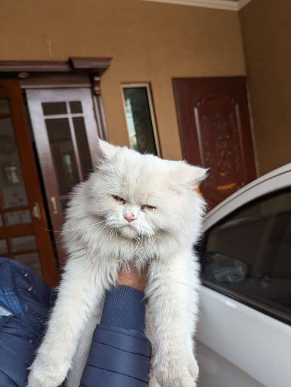 triple coat white persian cat 4