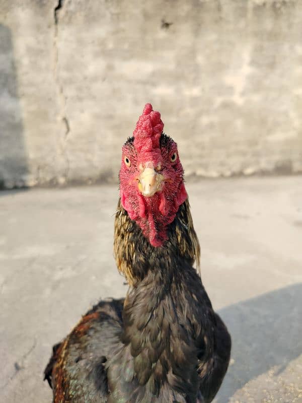 pure mianwali aseel high quality bird available for sale 1