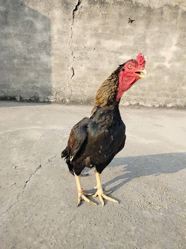 pure mianwali aseel high quality bird available for sale 0