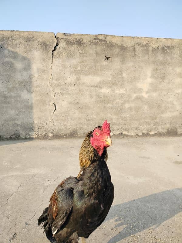 pure mianwali aseel high quality bird available for sale 2