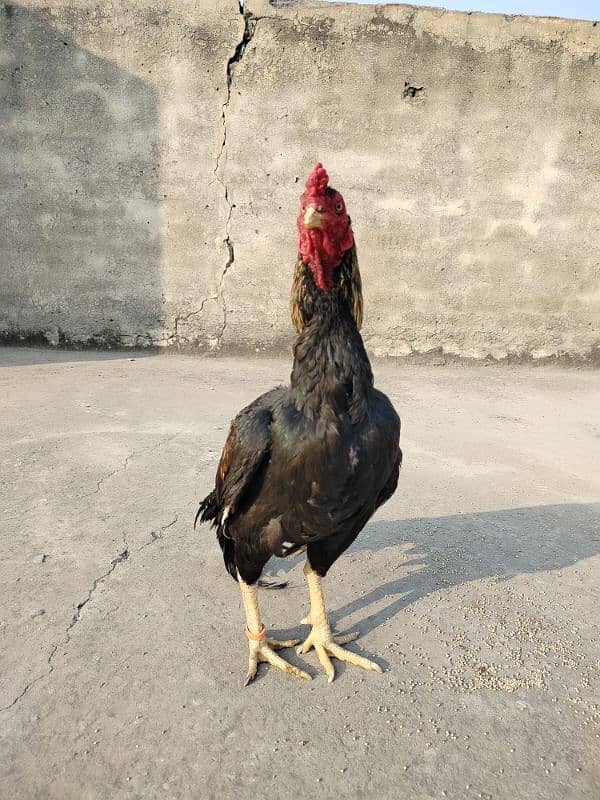 pure mianwali aseel high quality bird available for sale 3