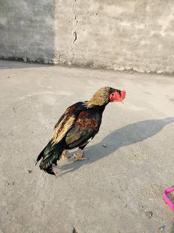 pure mianwali aseel high quality bird available for sale 4